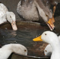 S likvidací chovů nakažených ptačí chřipkou pomáhají i vězni. Umožnilo to nové memorandum mezi veterinární správou a vězeňskou službou